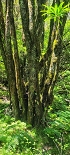 Plants: image 45 Of 208 Thumb